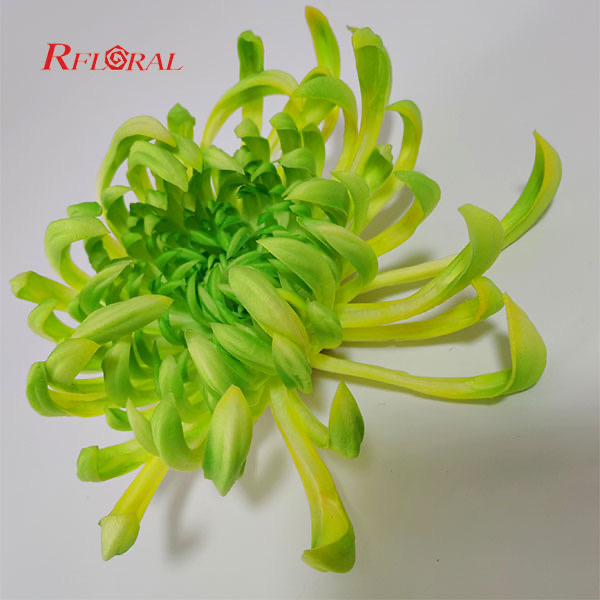 Real Touch Artificial Fuji Mum (Spider Mum) Decoration For Home, Wedding, Party